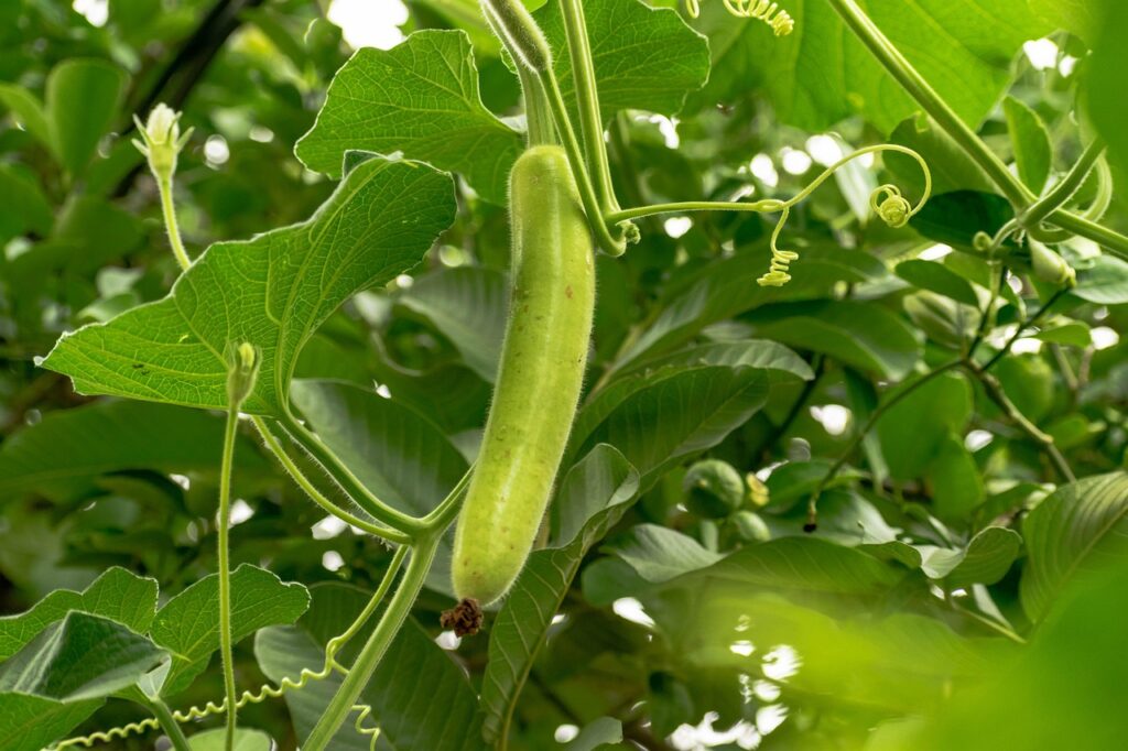 organic, harvest, nutrition, agriculture, fresh, produce, vegan, bottle gourd, pumpkin, nature, green, garden, gourd, hang