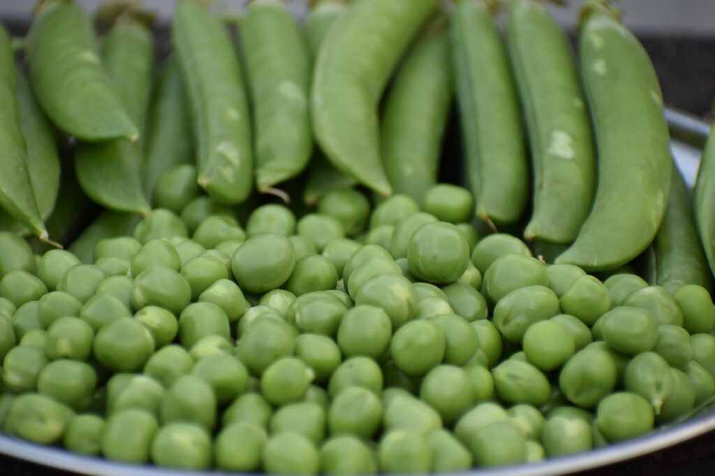 green peas, fresh, peas, green, food, pea, healthy, soup, vegetables, vegetable, vegetarian, diet, organic, natural, raw, garden, nutrition, different, nature, freshness, kitchen, sweet, peas, peas, peas, peas, peas, pea