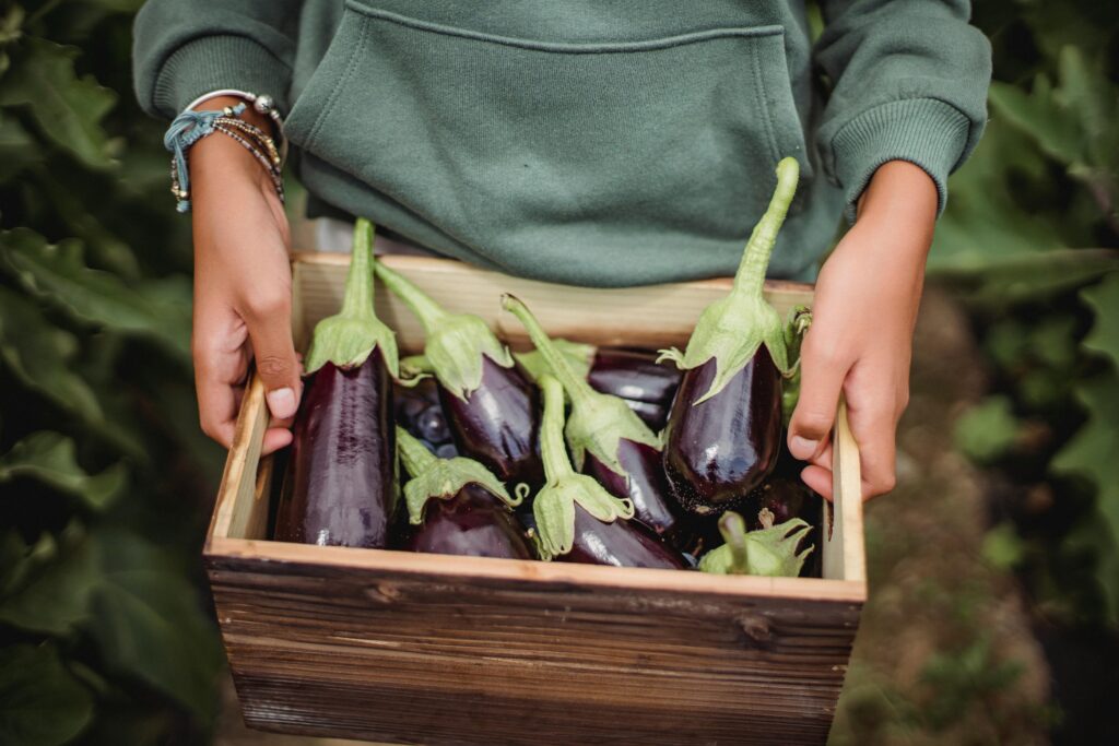 From above of crop anonymous farmer showing wooden container full of shiny eggplants on farmland